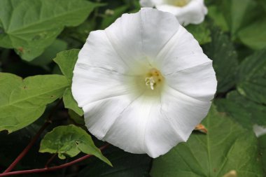 Hedge gündüzsefası (Calystegia sepium) veya bellbind beyaz çiçek yaprakları tarafından çevrili merkezi.