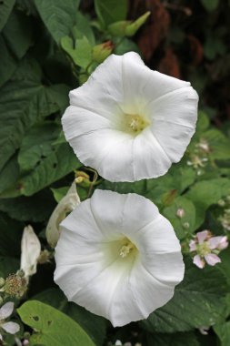 İki hedge gündüzsefası (Calystegia sepium) veya bellbind beyaz bramble çiçeklerle çevrili merkezi çiçek ve yaprakları.