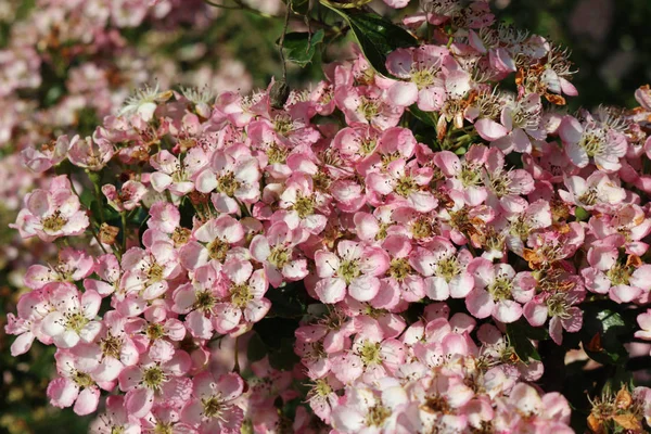 サンザシ サンザシ Monogyna 花ピンクと白の花びらと葉の暗い背景をぼかした写真 — ストック写真