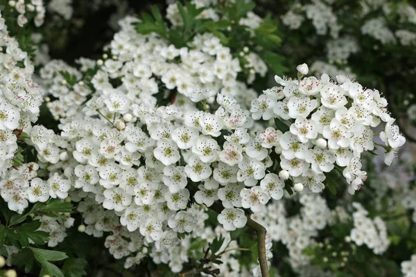 サンザシ ツリー サンザシ Monogyna 花春の花に近い葉のぼやけと暗い背景で最高の状態 — ストック写真