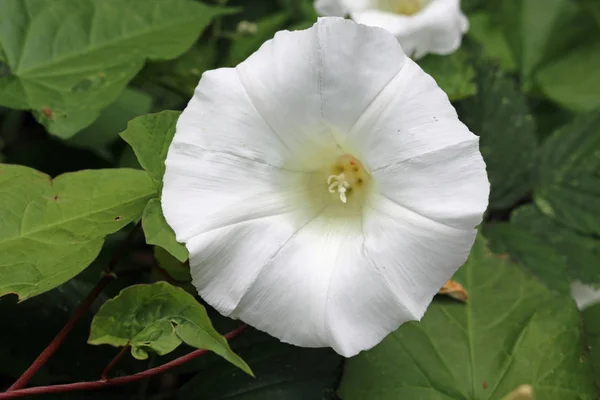Hedge gündüzsefası (Calystegia sepium) veya bellbind beyaz çiçek yaprakları tarafından çevrili merkezi.