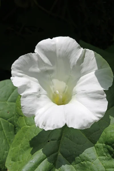 Στα Hedge Περικοκλάδα Bellbind Λευκό Λουλούδι Στο Κέντρο Φύλλα Κάτω — Φωτογραφία Αρχείου