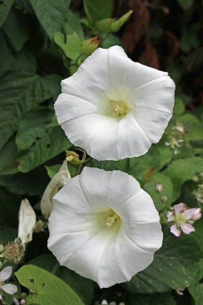 Dos Setos Calystegia Sepium Bellbind Flores Blancas Centro Rodeado Flores — Foto de Stock