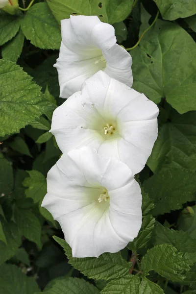 Tres Setos Calystegia Sepium Bellbind Flor Blanca Centro Rodeado Hojas — Foto de Stock