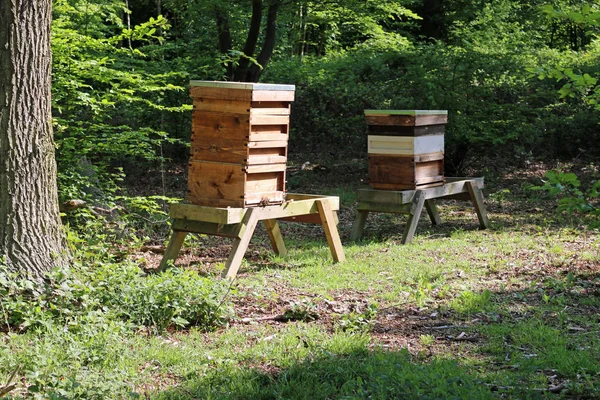 Two Honey Bee Apis Mellifera Hives Sunny Glade Woodland Surrounding — Stock Photo, Image