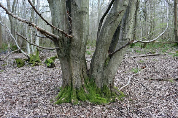 Drzewa Grabu Carpinus Betulus Mech Wokół Podstawowy Podział Dwie Walizy — Zdjęcie stockowe