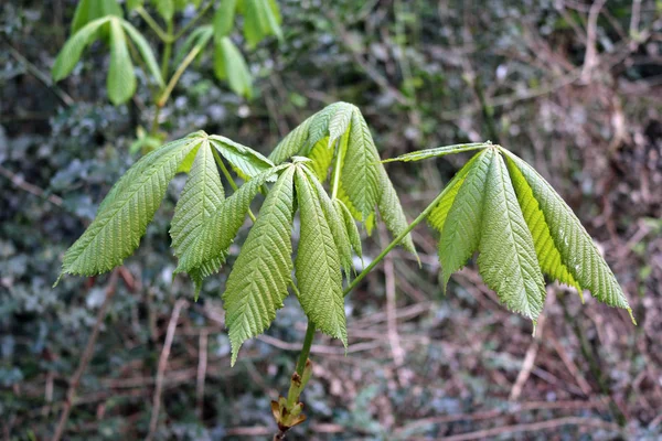 Horse Chestnut Aesculus Hippocastanum Tree Sapling Just Coming Leaf Woodland — Stock Photo, Image