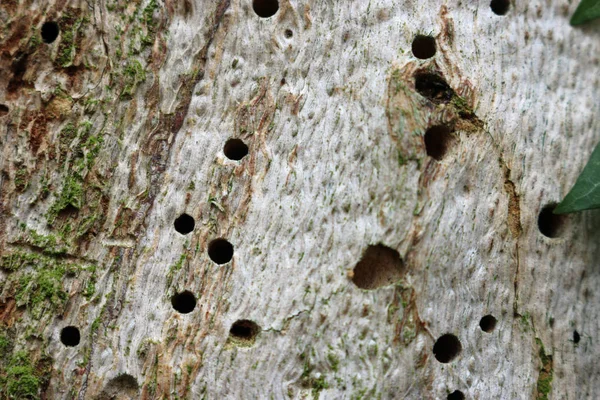 Buracos Saída Insetos Provavelmente Feitos Por Besouros Pedaço Madeira Morta — Fotografia de Stock