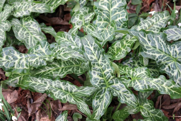 Soluk damarlar yapraklarda çarpıcı ile çekici İtalyan arum (Arum italicum) yeşillik.