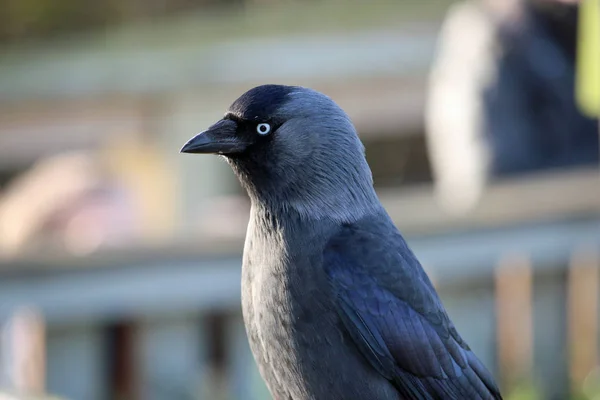 Kawka Corvus Monedula Profilu Ogrodzenia Niewyraźne Nieczytelna Ludzi Tle — Zdjęcie stockowe