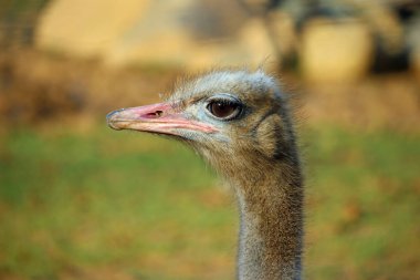 Devekuşu (Struthio camelus) baş ve boyun profil arka plan bulanık ile.