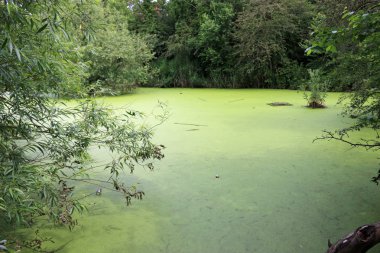 Gölgeli, karanlık ve duckweed (Lemna minor) ile büyümüş bir parkta gölet ve birkaç içki kutular ile saçılmış.