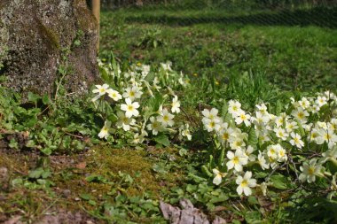 Campanula'lar (Primula vulgaris) solundaki bitişik bir ağaç bahar tam çiçek içinde küçük bir banka.