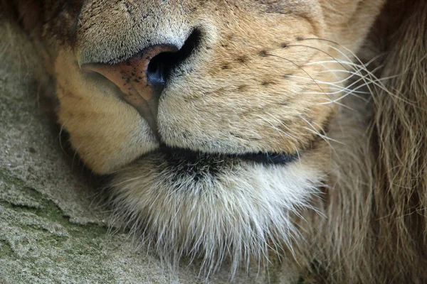近距离观察成年雄狮的鼻子 大毛躺在地上 睡在热岩石上 — 图库照片