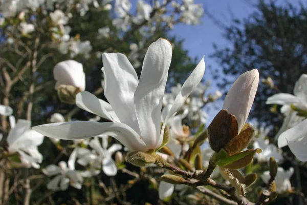 Wit Makgnolia Bloemen Met Bomen Blauwe Hemel Achtergrond — Stockfoto