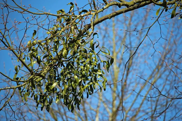 Mistletoe Viscum Album Growing Large Ball Tree Background Blue Sky — Stock Photo, Image