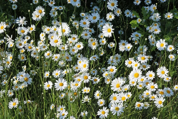 Bank White Eye Daisies Leucanthemum Vulgare Full Flower Lit Sunlight — Stock Photo, Image