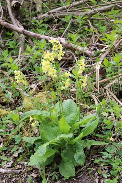 Oxlip Primula Elatior Flowers Foreground Coppice Woodland Trees Background Nationally — Stock Photo, Image