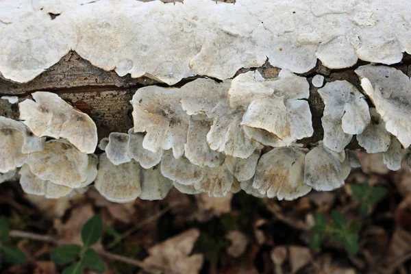 Λευκό Polypore Κρούστα Μύκητα Που Αποτελούν Στηρίγματα Και Αυξάνεται Ένα — Φωτογραφία Αρχείου