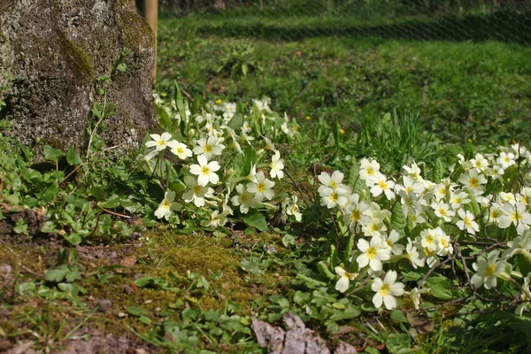 Campanula Lar Primula Vulgaris Solundaki Bitişik Bir Ağaç Bahar Tam — Stok fotoğraf