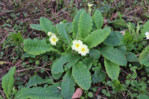 Primrose Primula Vulgaris Blommor Skogsmark Kant Med Bakgrund Döda Vegetationen — Stockfoto