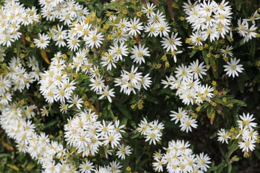 Scilly Adaları daisy bush (Olearia x scilloniensis) arka plan aynı bitkinin yaprakları ile tam çiçek.