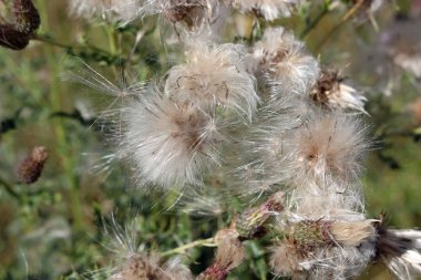 Sürünen thistle (Cirsium arvense) tohum kafaları parlak gümüş akşam güneş ışığı altında.