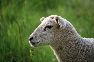 Baş ve omuzlar profil arka plan olarak çim sahası ile bahar bir alanındaki beyaz koyun.