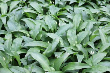 Yabani sarımsak (Allium ursinum), ramsons da bilinen birkaç çiçek tomurcukları ile yaprakları.