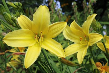 İki sarı daylily (ana) çiçek çiçek bir arka plan ve diğer daylilies yaprakları ile.