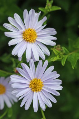 İki Kore aster (Kalimeris incisa var mavi yıldız) soluk mavi ile bir daha fazla bulanık çiçek çiçekler ve arka planda bırakır.