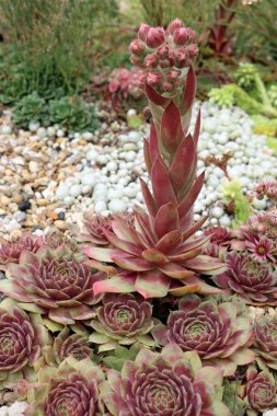 Olağanüstüsarı (Sempervivum) bir çiçek sapı ve tomurcukları ve çakıl bir arka plan bir bitki ile rozet, olarak da bilinen tavuk ve civciv, bitki ve diğer bitkiler bulanık. 