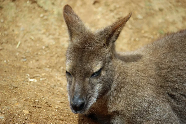 Głowa Ramiona Siedzącej Walabia Macropus Rufogriseus Drzemie Promieniach Słońca Tle — Zdjęcie stockowe