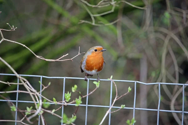 Robin Erithacus Rubecula Zit Top Van Metaaldraad Gaas Hek Met — Stockfoto