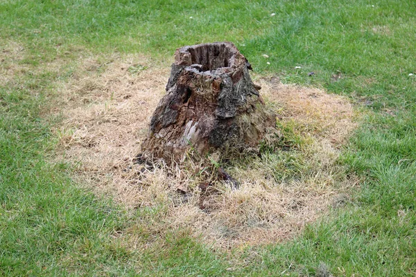 Ruttna Stubbe Med Ett Ihåligt Centrum Park Omgiven Gräsmatta Med — Stockfoto