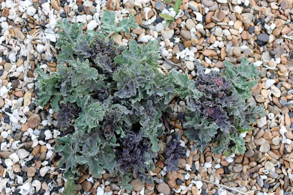 Çakıl taşları ve kabukları bir arka plan ile shingle Plajı deniz kale (Crambe maritima).