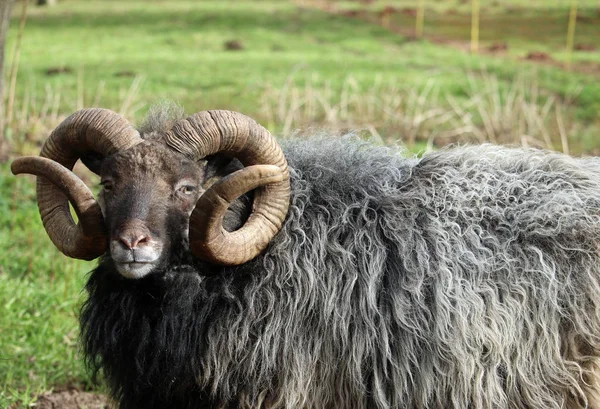 Σπάνια Ράτσα Πρόβατα Ένα Σκούρο Καφετί Κεφάλι Λευκό Μύτη Κατσαρά — Φωτογραφία Αρχείου