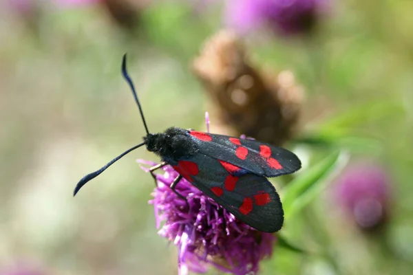 6-spot burnet güve (Zygaena filipendulae) anten ile dik bir siyah knapweed (Centaurea nigra) çiçek besleme. Diğer knapweed bitkilerin arka plan.
