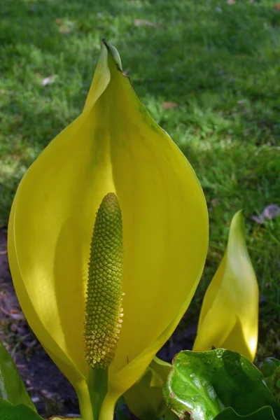 Col Zorrillo Amarillo Floreciente Lysichiton Americanus Con Hierba Como Fondo — Foto de Stock