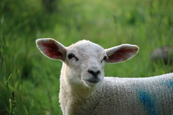 Hlava Ramena Bílé Ovce Jehněčí Velkýma Ušima Roztomilý Tvář Poli — Stock fotografie