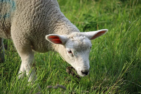Head and shoulders of a white sheep lamb grazing grass in a field in springtime with the grass field as background.
