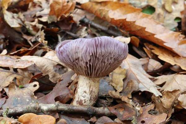 Παλιό Μανιτάρι Ξύλο Blewit Lepista Nuda Δείχνει Σαφώς Βράγχια Ένα — Φωτογραφία Αρχείου