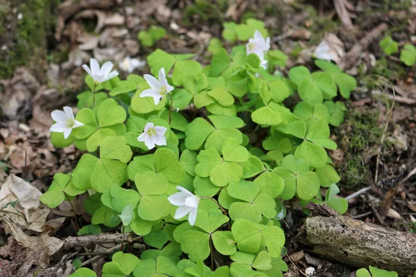 Oseille Des Bois Oxalis Acetosella Fleur Avec Fond Feuilles Mortes — Photo