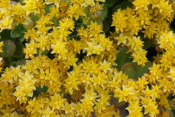 Sedum Probablemente Sedum Acre Conocido Como Picadura Piedra Plena Floración —  Fotos de Stock