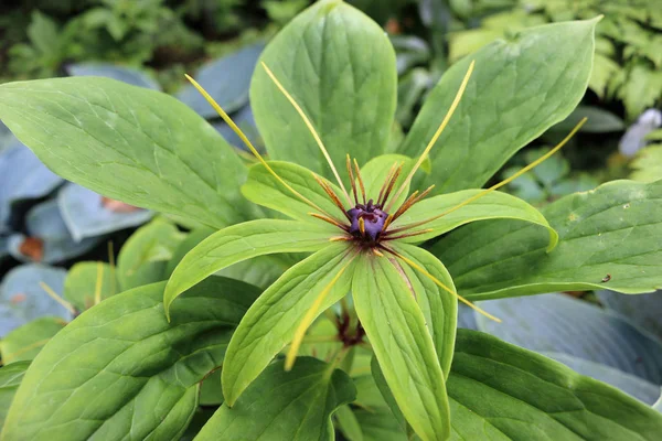 Çiçek karışık fabrikasının bir arka plan ile Paris (Paris polyphylla) bitki yaprakları çok yaprak yakın çekim.