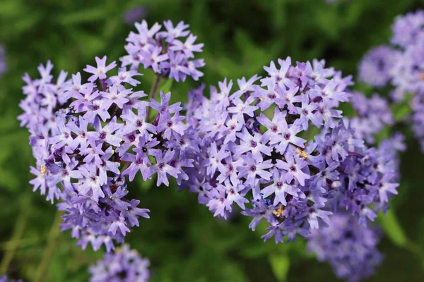 Clusters Purple Argentinian Vervain Verbena Bonariensis Flowers Focus Foreground Background — Stock Photo, Image
