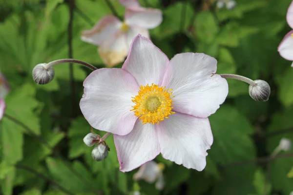 Biały Przepłukać Różowy Anemone Tomentosa Kwiaty Pąki Niewyraźne Roślinności Kwiatów — Zdjęcie stockowe