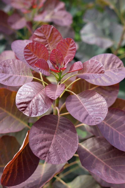Genç kırmızı duman taze ortaya çıktı ve aynı bitki bulanık yaprakları bir arka plan ile büyüyen ağacı (Cotinus coggygria) yaprakları.