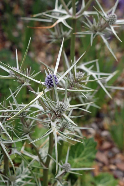 Ornamental sea holly (probably Eryngium variifolium) in flower with the characteristic marbled basal leaves just visible blurred in the background.