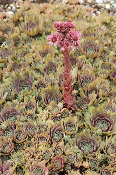 Olağanüstüsarı (Sempervivum) ile bir bitki çiçek ve tomurcukları ve çakıl bir arka plan ile bir çiçek sapı ile rozet, olarak da bilinen tavuk ve civciv, bitki ve diğer bitkiler bulanık. 